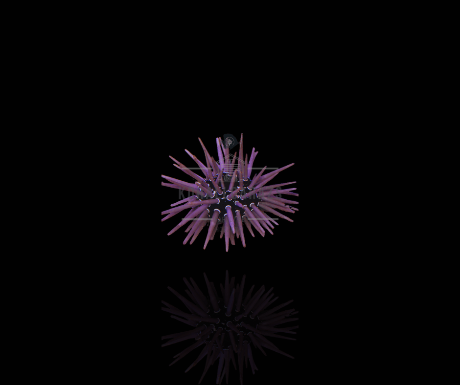 Echinometra Viridis